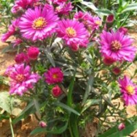 君誠(chéng)花卉苗木|宿根花卉|宿根花卉供應(yīng)商