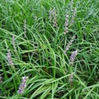 草花,山東山一草花批發(fā),青島草花批發(fā)