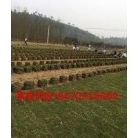 湖南馬尼拉草坪~郴州馬尼拉草皮價(jià)格·馬尼拉草皮行情