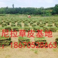 貴州馬尼拉草皮多少錢？貴陽馬尼拉草皮在哪里買？