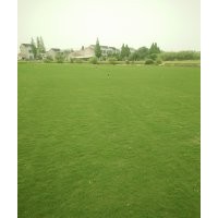 無(wú)土沙培草坪