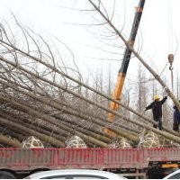 銀杏樹的價(jià)格,興隆銀杏,銀杏樹的價(jià)格