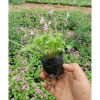 綠化草花醡漿草批發(fā)處理