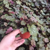 綠化草花礬跟批發(fā)基地