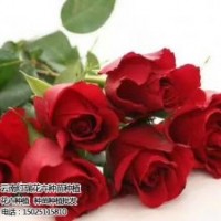 卡羅拉玫瑰苗,紅瑞花卉,卡羅拉玫瑰苗價格