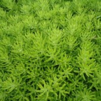 佛甲草屋頂綠化