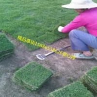 低價出售馬尼拉草皮/貴州草坪大量供應