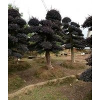 長沙紅花繼木樁、紅花繼木樁、萬達(dá)苗圃(多圖)