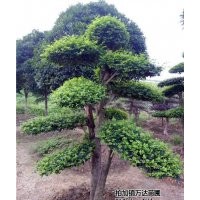 女貞、萬達(dá)苗圃、10cm大葉女貞價格