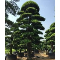 20公分造型羅漢松|造型羅漢松|萬達(dá)苗圃(查看)