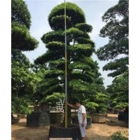 萬達(dá)苗圃|造型羅漢松|15公分造型羅漢松