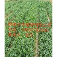 基地直銷大量供應(yīng)再力花-首選群鋒水生植物有限公司
