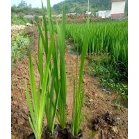 基地大量直銷供應(yīng)黃菖蒲-首選群鋒水生植物有限公司