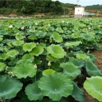 哪里有賣水生植物-推薦群鋒水生植物品牌