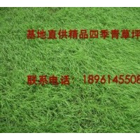 苗木 草百慕大黑麥草混播，沙培果嶺草