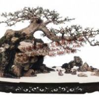 對(duì)節(jié)白蠟盆景,對(duì)節(jié)白蠟精品盆景