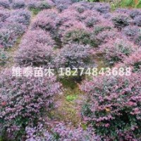 湖南維泰苗木基地大量供應80-100cm紅桎木球