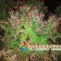 供應(yīng)黃楊球，衛(wèi)矛球，小檗球，龍柏球等球類苗木