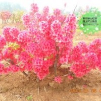 山東移栽3年以上的映山紅熟樁出售