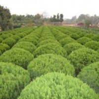 羅漢松球、含笑球、龍柏球、瓜子黃楊球、龜甲冬青球、小葉女貞球