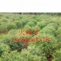 江蘇火棘價格、江蘇火棘供應、江蘇火棘種植、江蘇火棘基地、江蘇