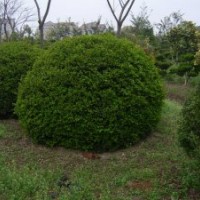 供應(yīng)大葉黃楊球