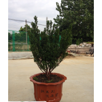 美國曼地亞紅豆杉、加拿大曼地亞紅豆杉、北美海棠、美國三紅紫薇