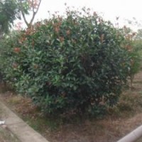 1.5米紅葉石楠球