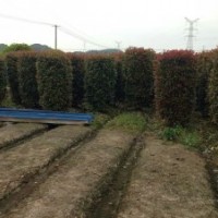 供應紅葉石楠柱