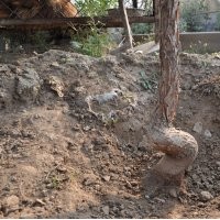 流蘇、文冠果、桂花、臭椿、雪蘿、玉蘭樹