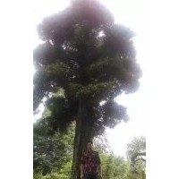 發(fā)一棵“重量級(jí)”國(guó)內(nèi)羅漢松，樹齡約500年以上，樹直徑約80公分