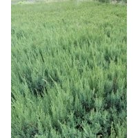 黑龍江出售 堰柏