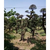 造型紅繼木樁景，造型小葉女貞，造型楊梅樹，造型榆樹，欏木石楠