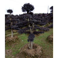 批發(fā)福建造型紅花繼木江蘇造型紅繼木10-30公分廣西造型榆樹浙江