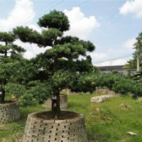 廣東精品羅漢松金錢松便宜供應園林景觀樹