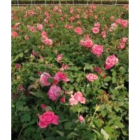 供應(yīng)多年生大花月季、豐花月季、地被月季