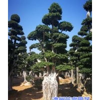 2020漳州小葉榕樁頭栽培基地