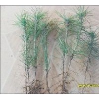 長期出售樟子松小苗