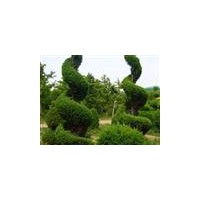 專供河南檜柏，河南檜柏球，河南檜柏造型