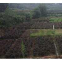 湖南長沙紅花繼木小苗 花繼木球 花繼木樹樁盆