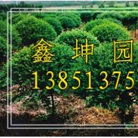 火棘球價格 ,火棘價格,火棘