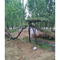 大量出售造型松樹10到60公分