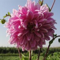 銷售甘肅精品大麗花大麗花