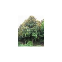 供應桂花 西府海棠 紫葉桃