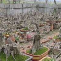 京山對節(jié)白蠟，荊門對節(jié)白蠟 荊州對節(jié)白蠟 武漢對節(jié)白蠟 湖北對