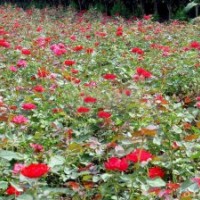 溫江草花，溫江時令花卉