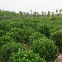 供應(yīng)：大葉黃楊球，冬青球，金葉女貞球，黃楊球