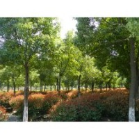 紅葉石楠球精品苗