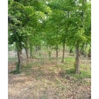 公園用樹(shù)（三角楓、樸樹(shù)、榔榆、皂角、共74棵大樹(shù)）