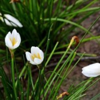 供應(yīng)蔥蘭花蔥蘭基地沭陽蔥蘭苗價(jià)格